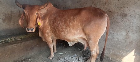 વેચવાનિ છે