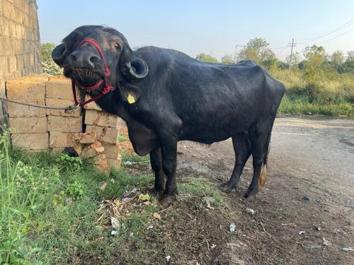 ટોપલી ભેંસ 🔥