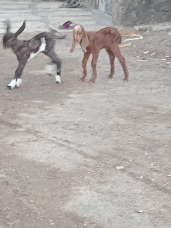 થંબનેલ 2