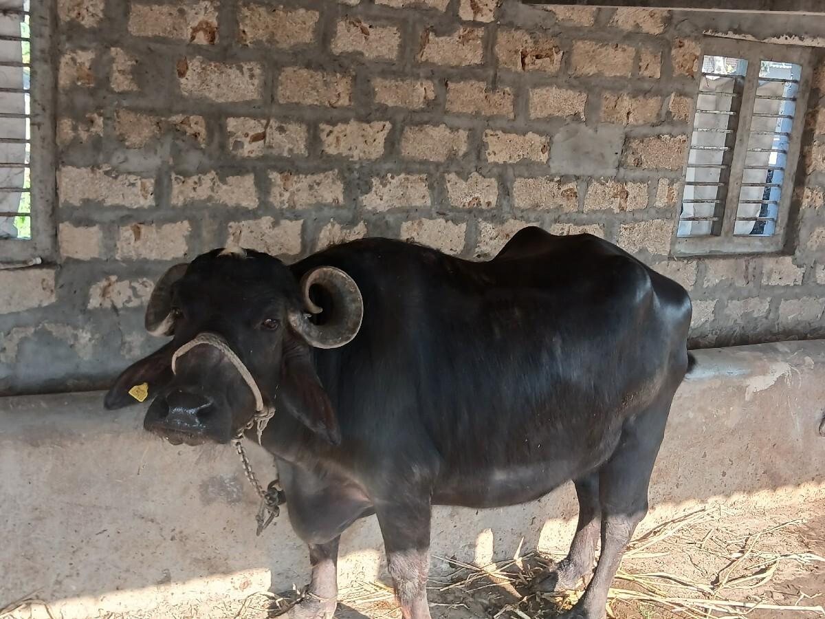 7096555050 આ નંબર મા કોલ કરવો