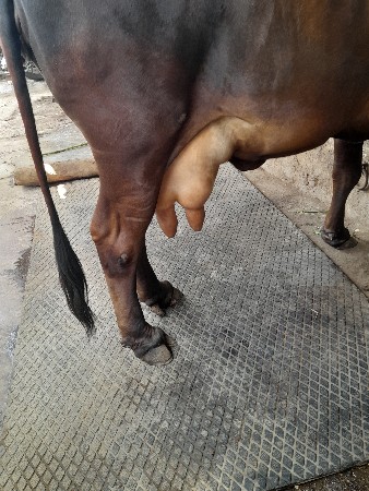 ગીર ગાય વેચવાની છે