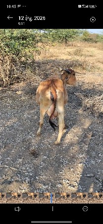 ૨૫ દિવસ થયા છે વિહાણેલ છે