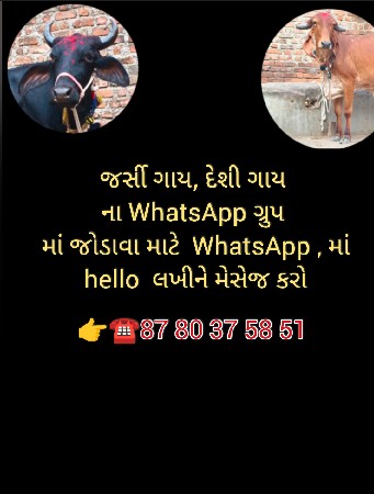 જર્સી ગાય , દેશી ગાય લેવા માટે