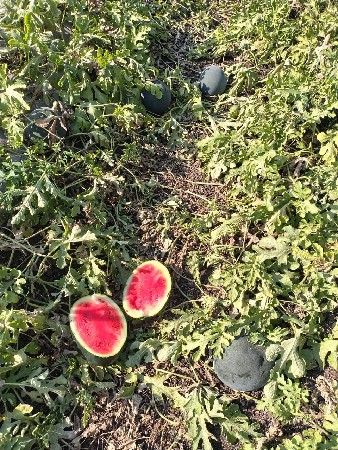 તરબૂચ 🍉