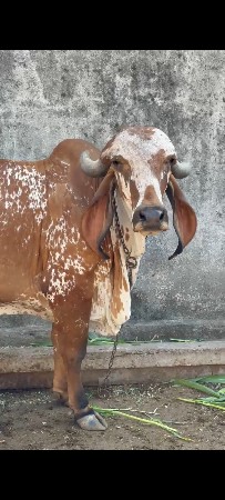 બીજુ વેતર