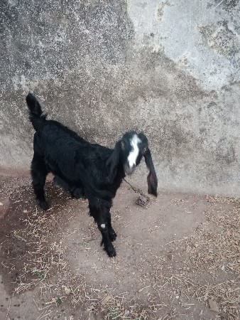 બકરી વેચવાની છે 
7 માશ