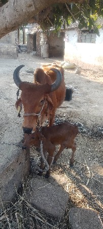 ગાય વેચવાની છે