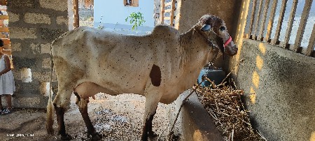 ગાય વેસવાની સે