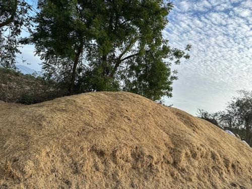 ઘઉં  કુવર