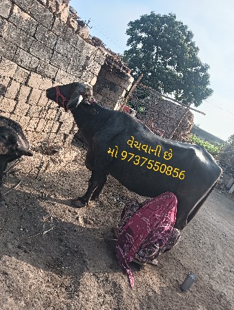 વેચવાની છે