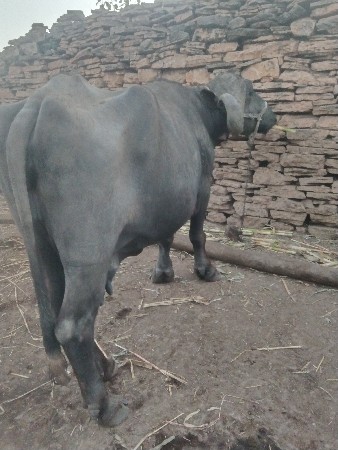 ત્રીજા વેતર ની ભેંસ છે