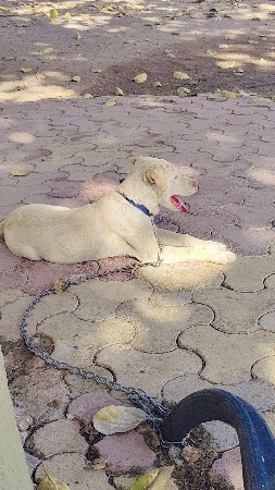 લેબ્રાડોર ફીમેલ