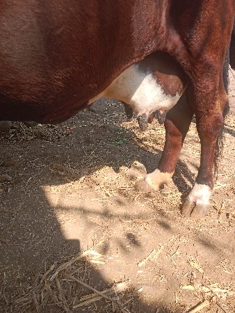 ગાય વેચવાની છે