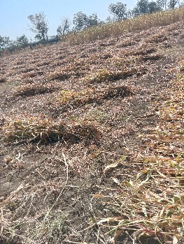 22 rupya purv
  

22 rupiya