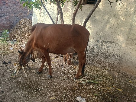 ગાય વેચવાની છે
