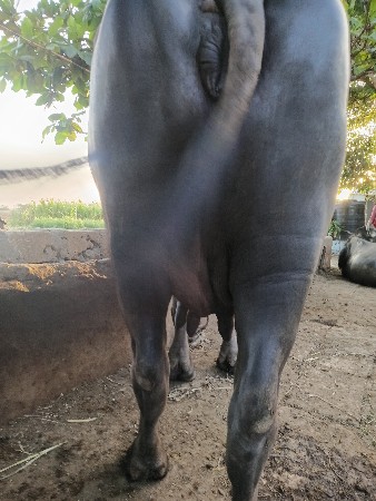 ભેંસ વેચવાની છે