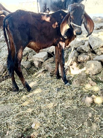 ગીર કારી વાછડી વેચવાની છે