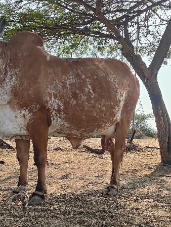 તિજા વેતર વ્યાસે