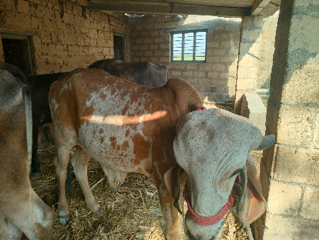 थंबनेल 3