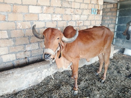 ગીર ગાય વેચવાની છે