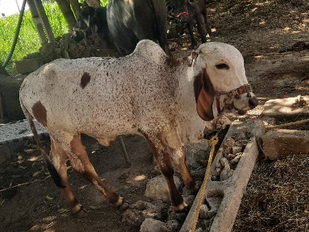 थंबनेल 2