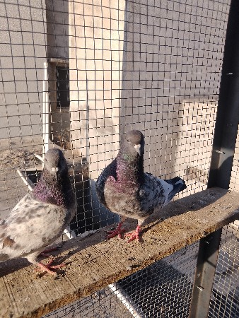 थंबनेल 2