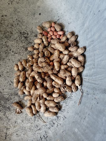 38 નંબર મગફળી  વેસવાની છે