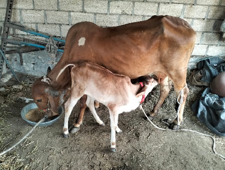 થંબનેલ 3