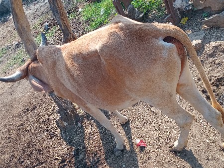 હોડકી વેચવાની છે