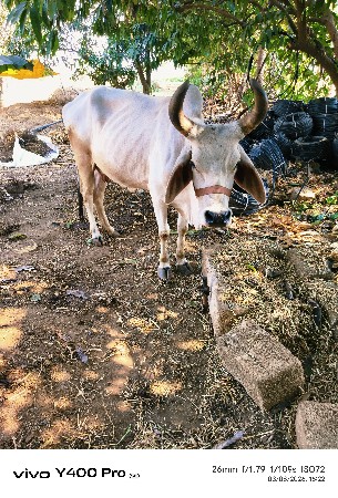 કાંકરેજ