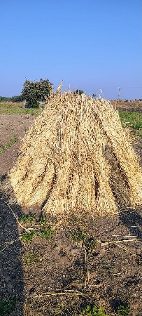 નીણ વેચવાની છે