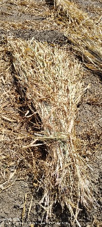 બાજરાની કડક ઝીણી