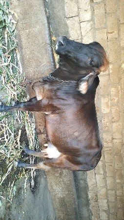 थंबनेल 3