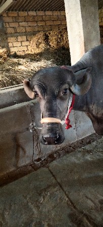 પેલુ વેતર વીયાણી છે