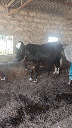 ગાય વેચવાની છે