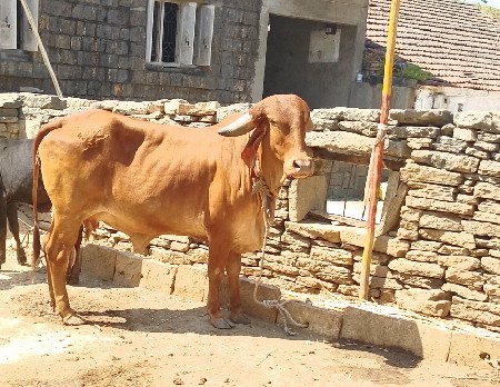 થંબનેલ 2