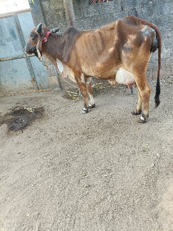 થંબનેલ 2