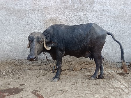 थंबनेल 3