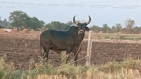 ગોઢલો બળદ વેચવાનો છે
