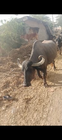 9723197610. ફોન કરો