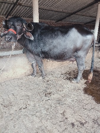 थंबनेल 2