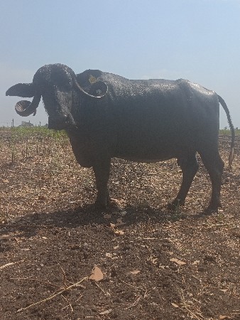 थंबनेल 2