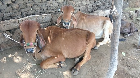 થંબનેલ 2