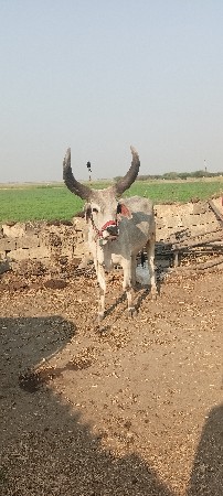 બળદ વેચવાનો છે
