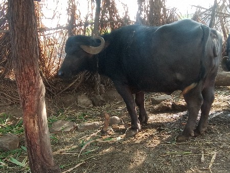 ભેંસ વેચવાની છે.