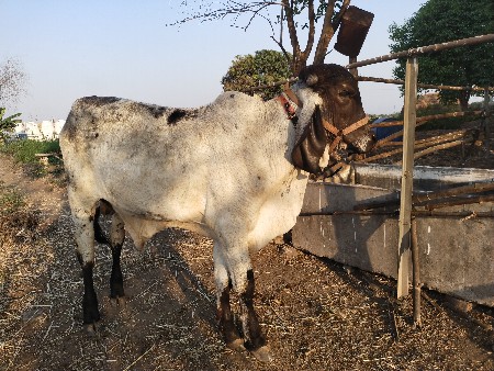 ગીર નંદી