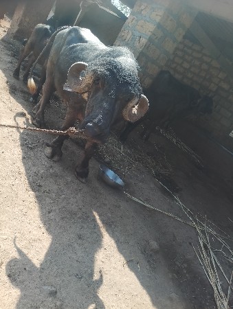 આ પાડો વેચવા નો છે