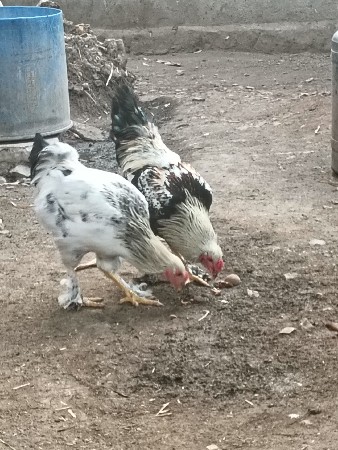 બ્રહ્મા મુર્ગા વેચવાના છે