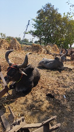 બળદ વેચવાના છે