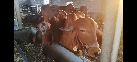 ગીર ગાય વેચવાની છે